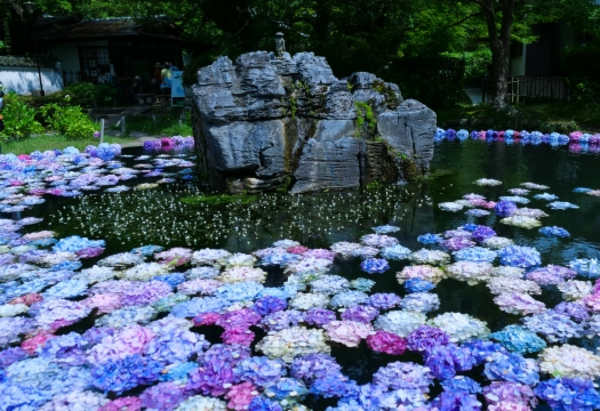久安寺(きゅうあんじ) 紫陽花 見どころ あじさいうかべ