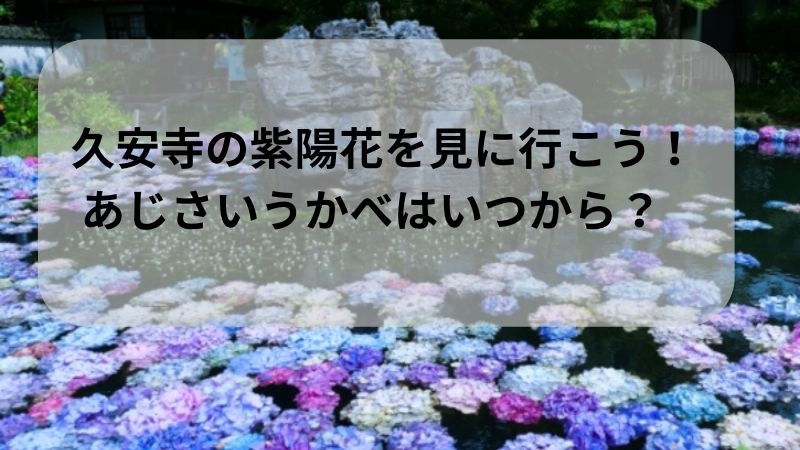 大阪府池田市の久安寺（きゅうあんじ） 紫陽花　あじさいうかべはいつから？ 久安寺までのアクセス方法やおすすめ撮影スポット