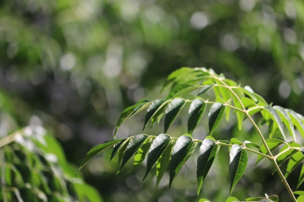 蚊よけ植物まとめ|蚊取草やニームは本当に効く?育て方と置き場所のコツ