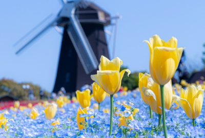 ネモフィラ 大阪市内 大阪市鶴見区 花博鶴見緑地 ネモフィラと風車