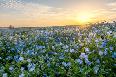 ネモフィラ 大阪市内 大阪市此花区 ネモフィラ祭り 大阪まいしまシーサイドパーク 日本の夕陽百選