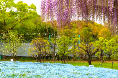 ネモフィラ 大阪市内 大阪市東住吉区 長居公園 長居植物園 ネモフィラフェア
