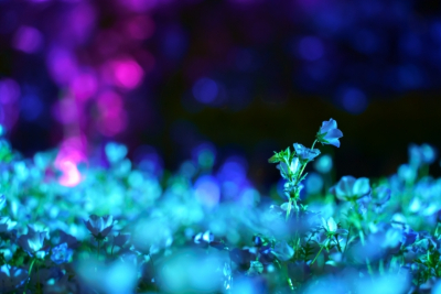 長居植物園 チームラボ ボタニカルガーデン 大阪